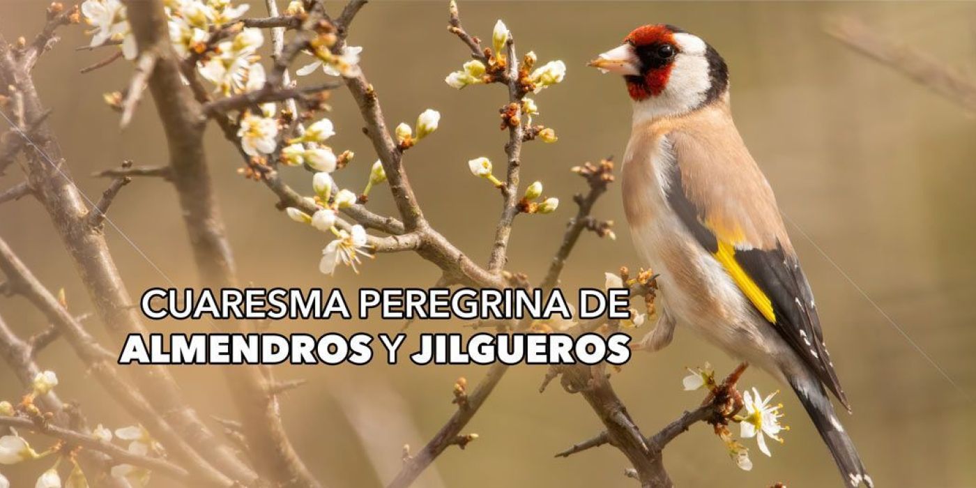 Cuaresma peregrina de almendros y jilgueros